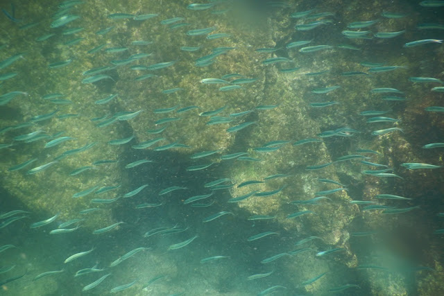 Snorkeling Sea Lions Floreana