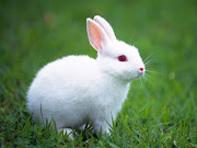 Images and photos of bunnies