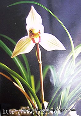 兰花-花:FL09020512085674
