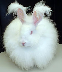 White Bunny Rabbit Cute