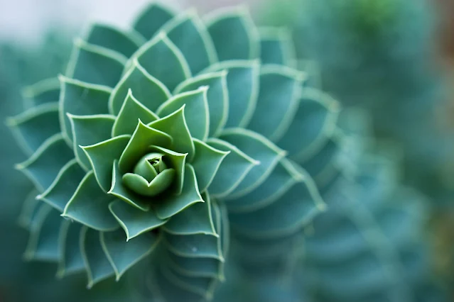 A close-up shot focuses on a succulent plant, likely Euphorbia myrsinites, featuring spirally arranged, fleshy, blue-green leaves with pale edges. The central rosette of the plant is in sharp focus, while the surrounding leaves fade into a soft blur.