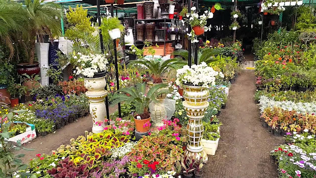 flowers at affordable prices in sharjah