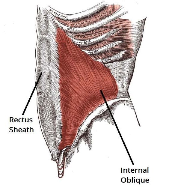 Internal Obliques