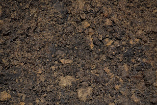 Dirt -- All thats left after grass dies