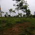 Update My forest 2016