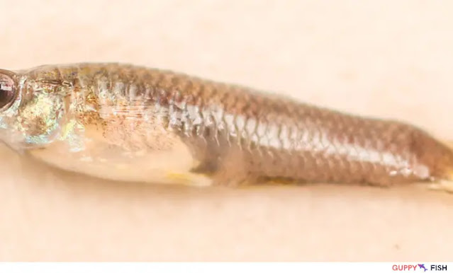 Guppy Fin Clamping Causes