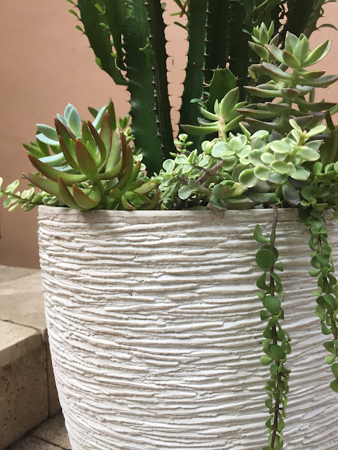 cactus, cacti, cactus planter, sedum succulent, succulents, succulent planter, Euphorbia trigona 'African Milk Tree', miami succulents, miami cacti, miami cactus, garden design, custom planters, Portulacaria afra 'Elephant Bush' succulent, Graptosedum 