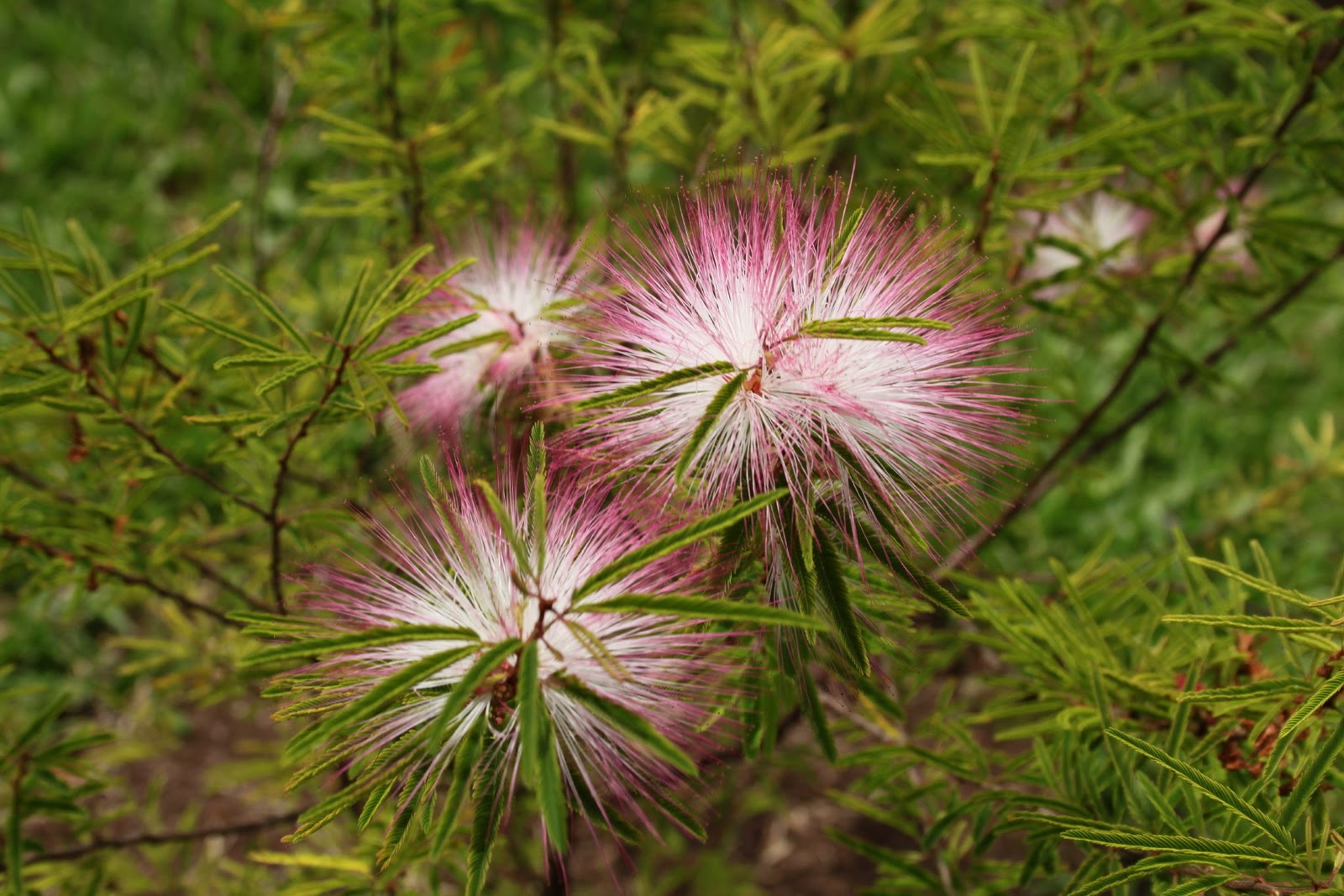 Saraca 豆科 香水合欢