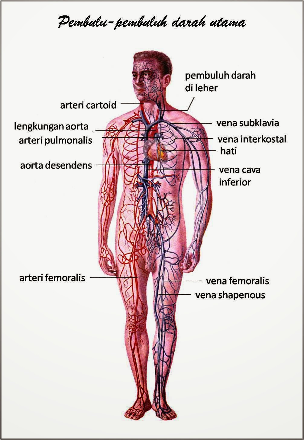 Gambar Anatomi Organ Tubuh Manusia Freewaremini