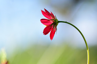 cosmos flowers