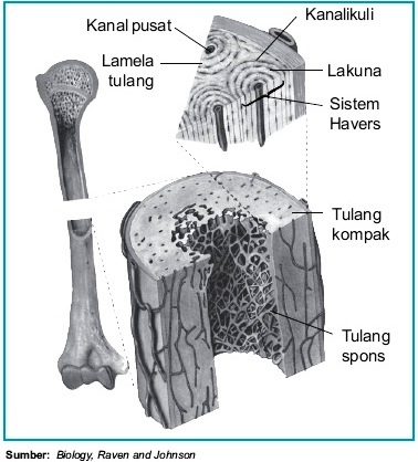 seputar kandungan Struktur  dan  Fungsi  Tulang Keras pada 