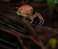 Araña de la cruz.