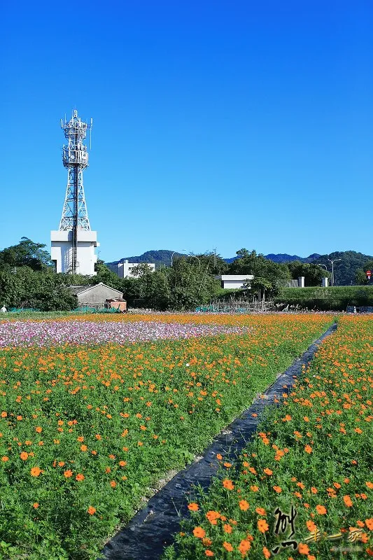 樹林佳園路花海｜樹林佳園路波斯菊花海｜學府路拐杖糖地景藝術｜南園里波斯菊花海｜南園里花海