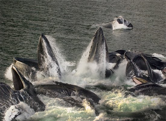Cooperative feeding in Humpback whales