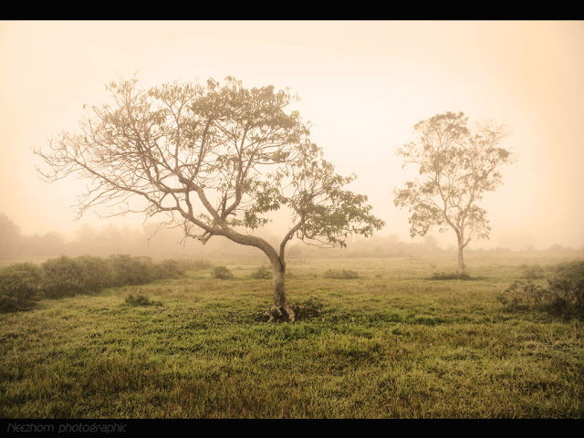 Morning fog at kampung Tualang picture