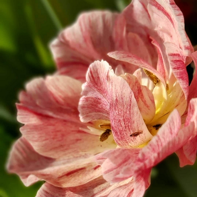 In mijn tuintjes: Meimaand bloemenmaand