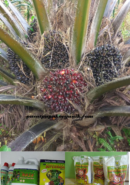 pupuk paling bagus untuk kelapa sawit,pupuk terbaik kelapa sawit