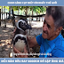 Chú chim cánh cụt biết ơn nhất thế giới mỗi năm bay 8000km để gặp ông lão đã cứu nó