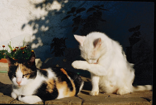 The Amazing Calico Cat - Cat Breeds in photographs