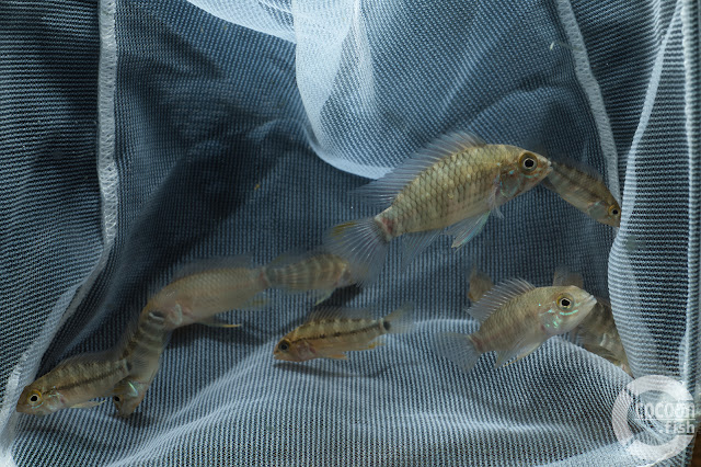 Apistogramma sp. Nadelstreifen