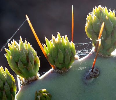 'a spider's lair' by karolen deupree