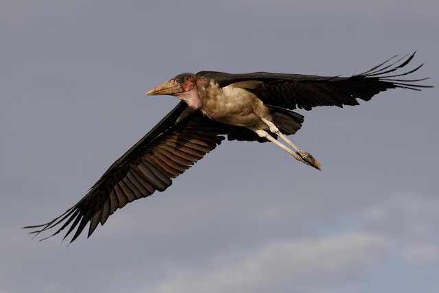 Marabou storks