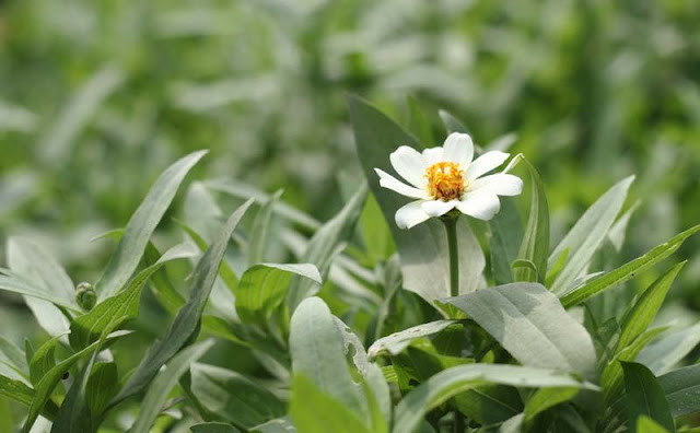 Narrow-Leaf Zinnia Flowers