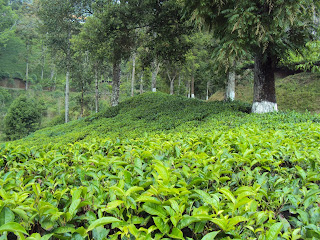 Perkebunan Teh Gambung - Ciwidey