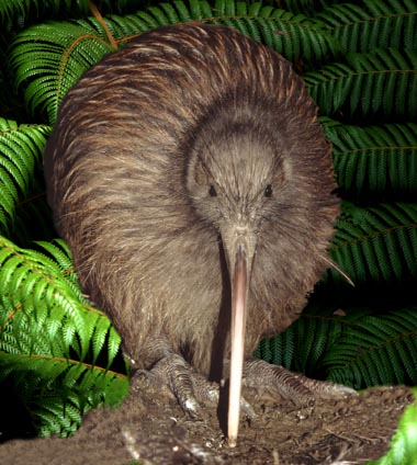 Beautiful,cute ,little and brown kiwi. little kiwi is stand position in grass ,wallpaper,pitcher,images