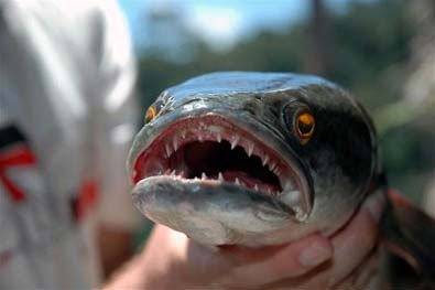 Piranha Kalah dengan Ikan Monster Indonesia ini | http://lintasjagat.blogspot.com/