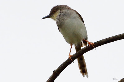 "Gray-breasted Prinia - Prinia hodgsonii ,resident perched on a branch."