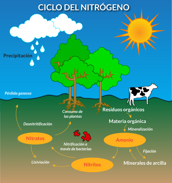 Ciclo del Nitrogeno