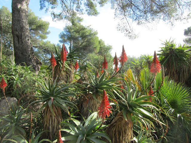 Aloe arborescens