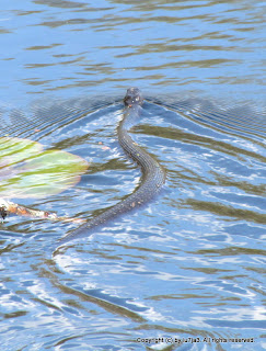 Northern Water Snake