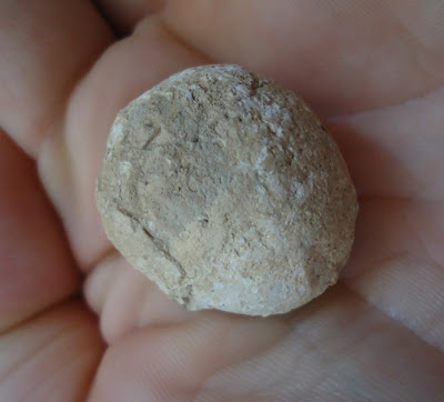 Fossil Tortoise/Turtle egg 