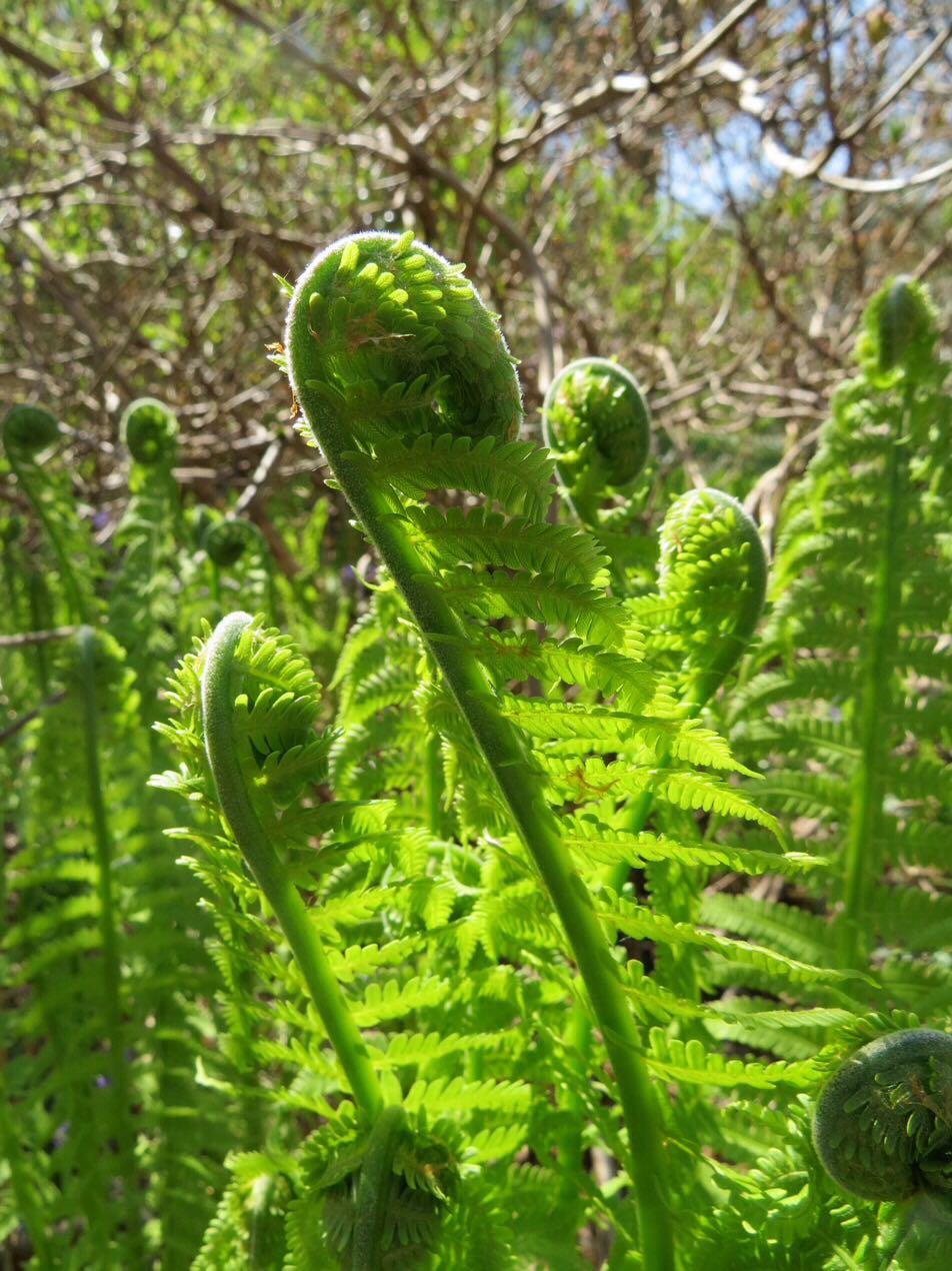 BloggerImage