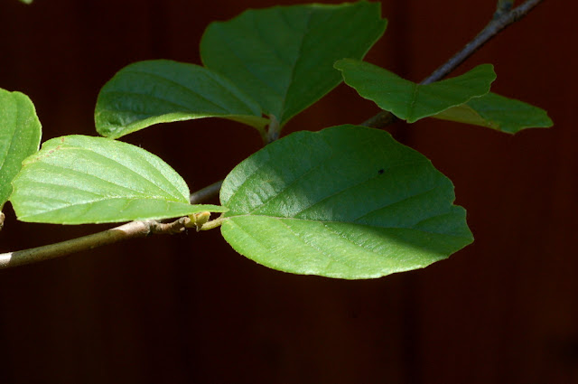 fothergilla gardenii leaves