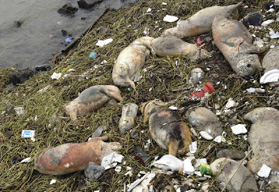 Dead Pigs Found In Chinese River