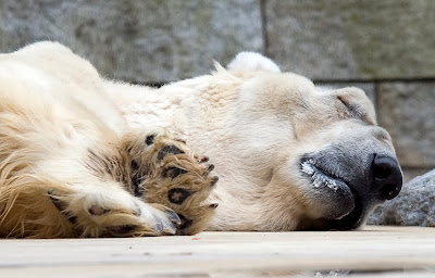 Pictures of Zoo Animals in Cages