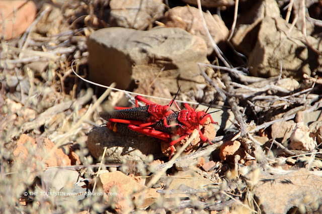 A pair of red coloured locusts sitting on a rocky floor.