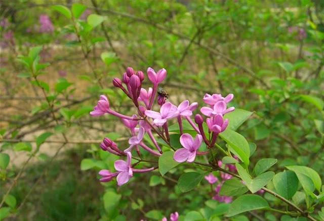 Lilac Flowers Pictures