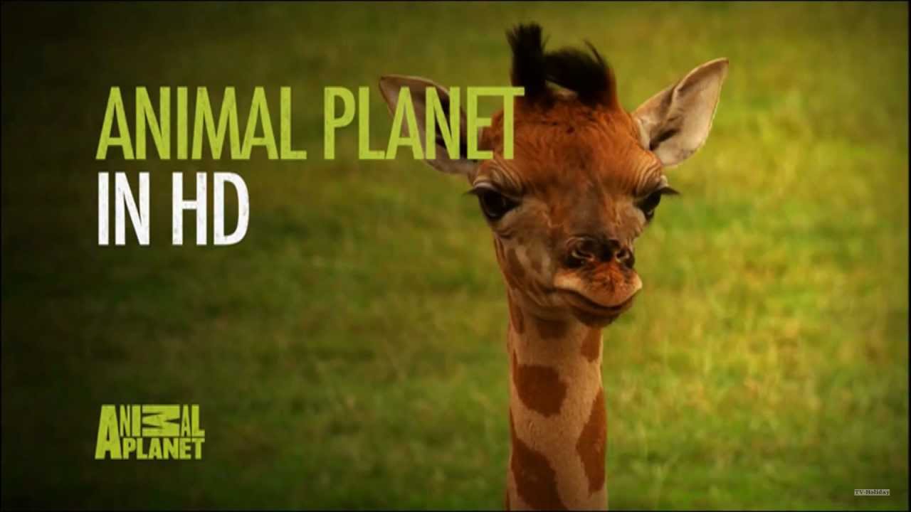 Animal Planet HD no longer be available on Sky