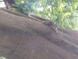 Squirrel picture