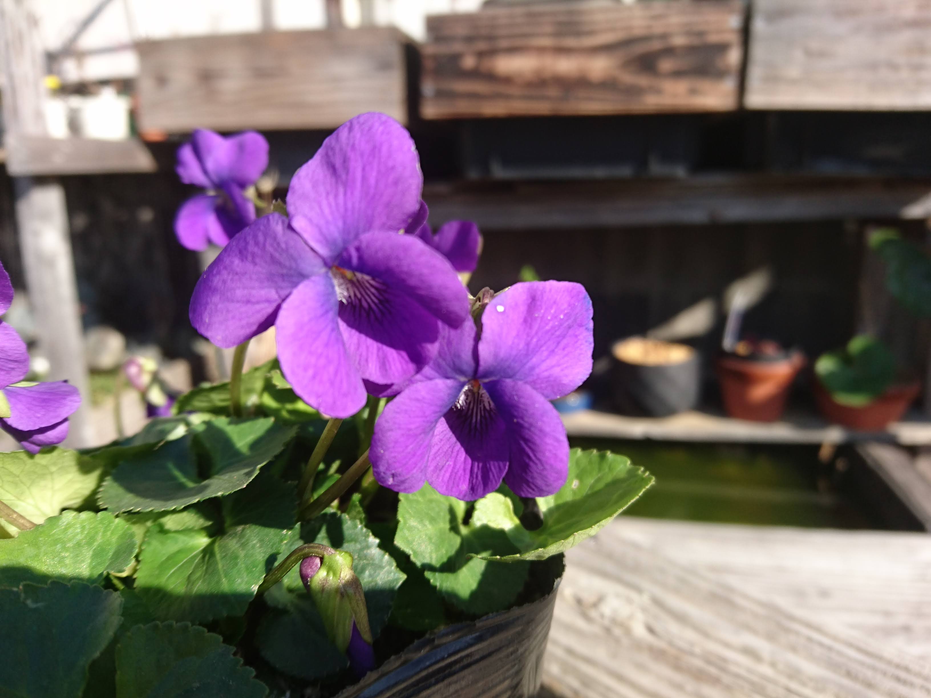 ニオイスミレの育て方 よい香りの小さな花を寒い冬に楽しむ メダカの大工