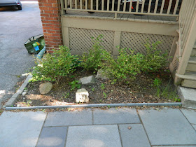 Mount Pleasant East Davisville New Front Shade Garden Before by Paul Jung Gardening Services--a Toronto Gardening Company