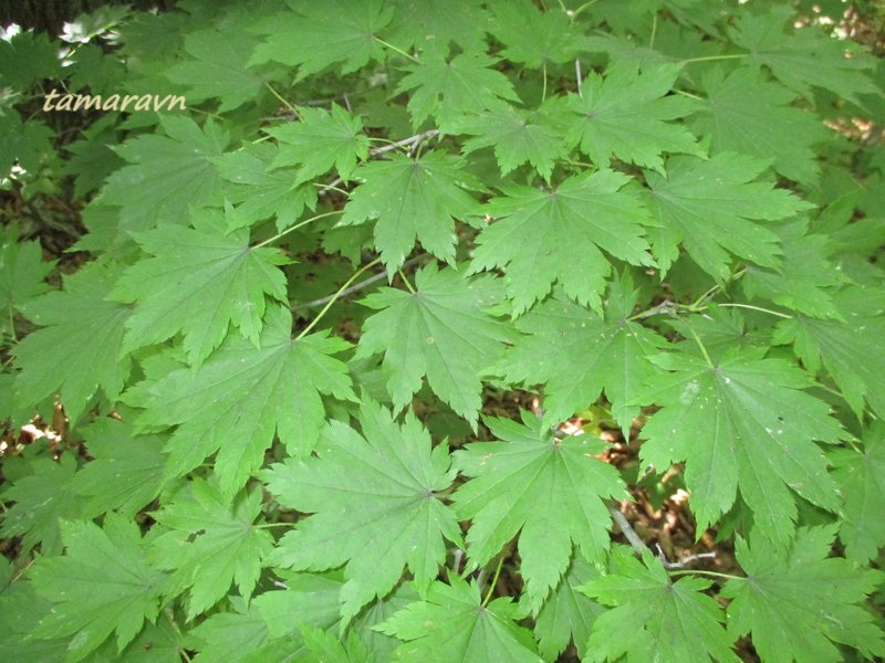 Клён ложнозибольдов (Acer pseudosieboldianum)