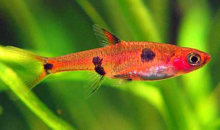 Shamudra Bilash Loach Rasbora Fish