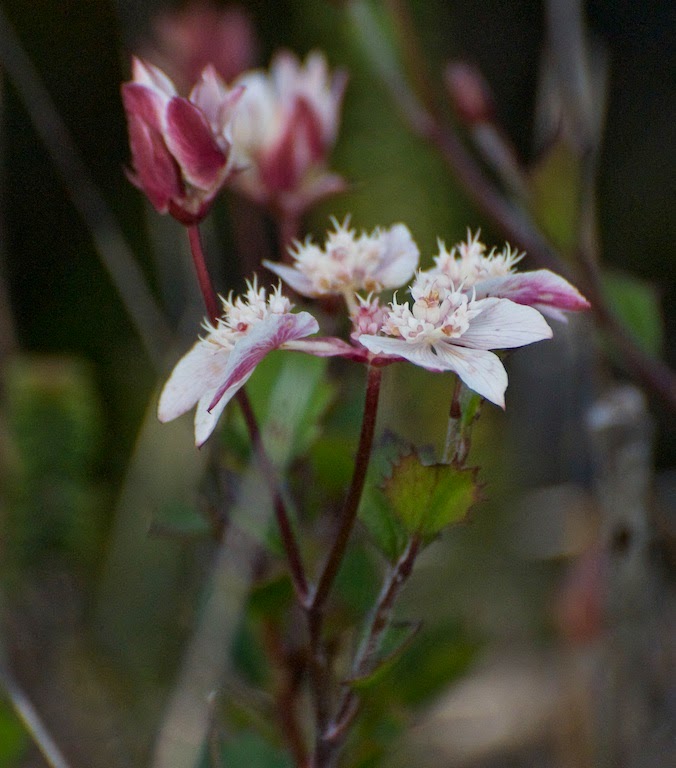 Southern Cross (Xanthosia rotundifolia)