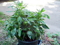 Grandfather's Bell Pepper Plants
