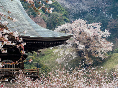 cherry blossoms, Kencho-ji